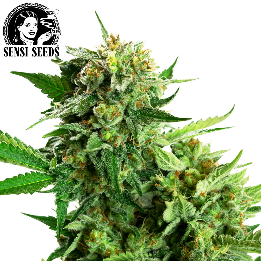 Jogginghose, Sensi Seeds®, Schwarz